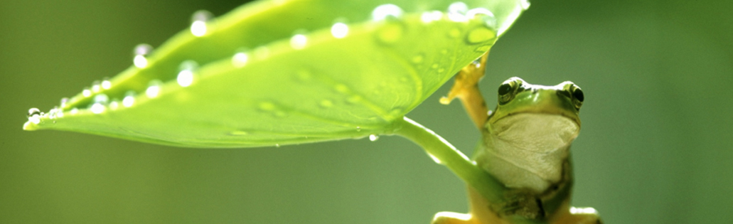 FAVORECIENDO EL DESARROLLO SOSTENIBLE